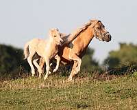 halter-trained-palomino-pony