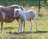 bay-palomino-pony-colt-filly