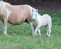 black-palomino-pony-colt-filly