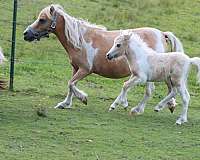 blue-roan-palomino-pony-colt-filly