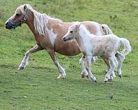 tobiano-palomino-pony-colt-filly