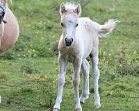 roan-palomino-pony-colt-filly