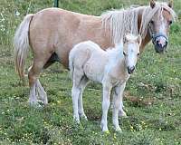 palomino-palomino-pony-colt-filly