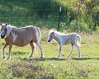 blue-roan-halter-trained-pony