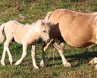 bay-halter-trained-pony