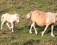 chestnut-palomino-pony-colt-filly