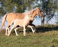 black-halter-trained-pony