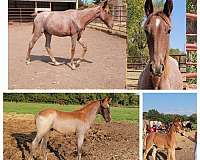 red-roan-roan-yearling