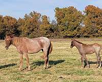 legacy-tennessee-walking-horse