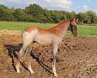 secret-tennessee-walking-horse