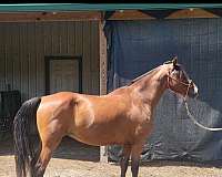 gaited-morgan-horse