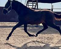 eligible-andalusian-horse