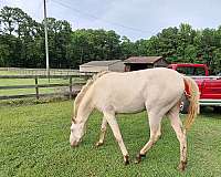 andalusian-horse-for-sale