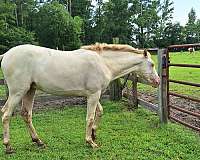 andalusian-horse