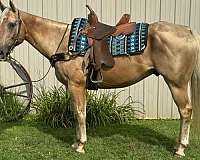 all-around-quarter-horse