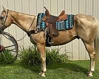 athletic-quarter-horse