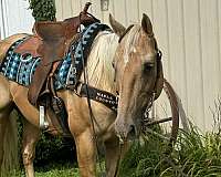 barrel-racing-quarter-horse