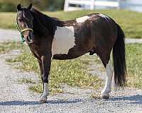 tobiano-stockings-pony