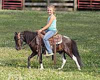 ranch-work-quarter-pony