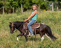 trail-quarter-pony