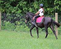 ranch-work-quarter-pony