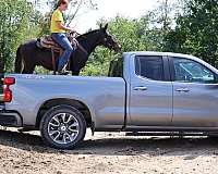 trail-quarter-pony