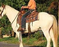 tobiano-bald-face-horse