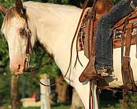 tobiano-bald-face