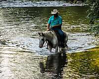 trails-gypsy-vanner-horse