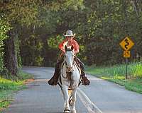 all-around-gypsy-vanner-horse