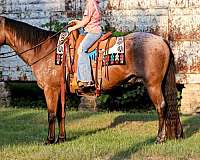 bay-roan-star-horse