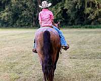 beginner-safe-quarter-horse