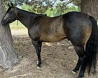 buckskin-sock-horse