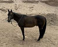 ranch-work-quarter-horse