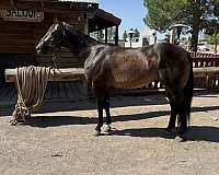 athletic-quarter-horse