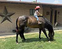 beginner-quarter-horse