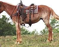 quarter-horse