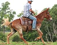 ranch-work-quarter-horse