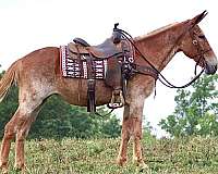 sorrel-roan-horse