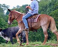 trail-quarter-horse