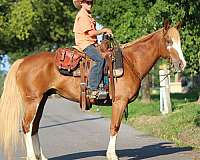 beginner-safe-quarter-horse