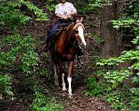 trail-quarter-horse