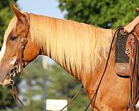 all-around-quarter-horse