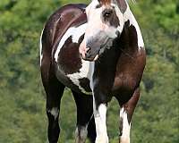 tobiano-bald-face-horse