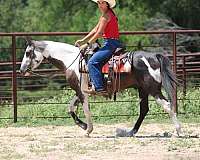 beginner-safe-quarter-horse