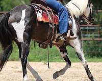 trail-quarter-horse