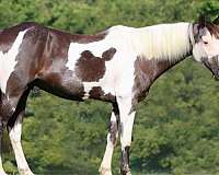 flashy-quarter-horse