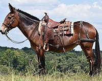 buckskin-blaze-horse