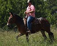 family-horse-quarter