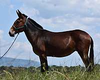 trail-quarter-horse